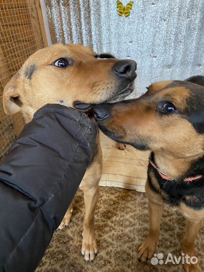 Кай и Герда