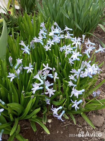 Гиацинт дикий