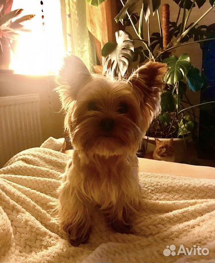 Вязка Йоркширский терьер мини