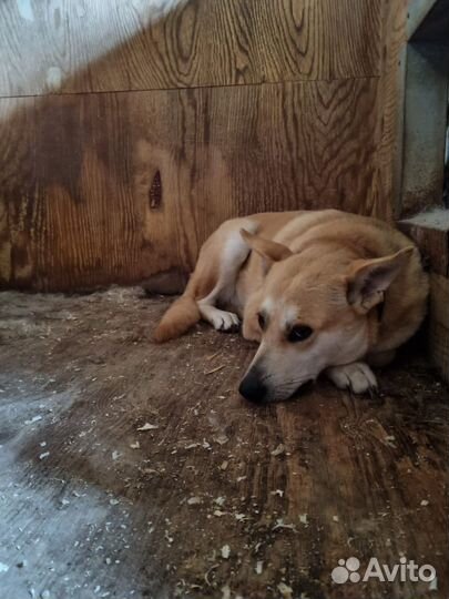 Это Лис- красивый, добродушный и спокойный парень