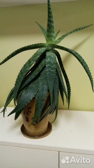 Алоэ вера растение