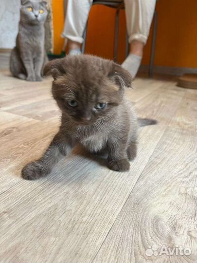 Шотландская вислоухая шоколадная