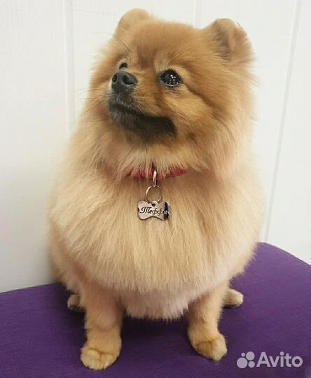 Стальной адресник/жетон для собак и кошек