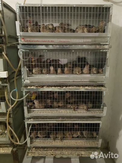 Перепела Фараон из Генофонда. Доставка