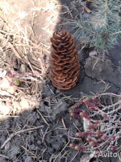 Саженцы ели