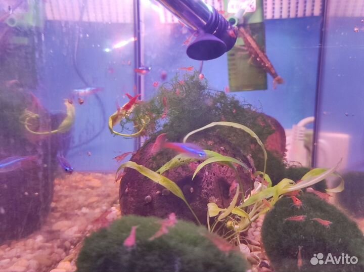 Креветки вишня