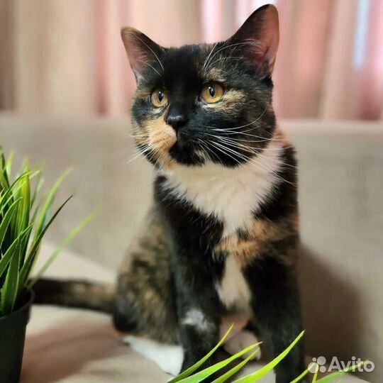 Трехцветная кошка подросток в добрые руки