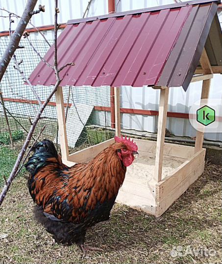 Петух Орпингтон