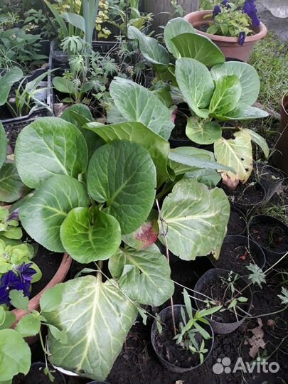 Бадан большой в горшке