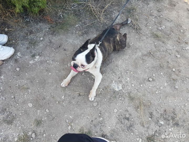 Мальчик для вязки бостон-терьер Шонику 6 лет