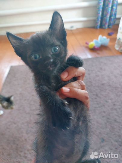 Донской сфинкс кошка