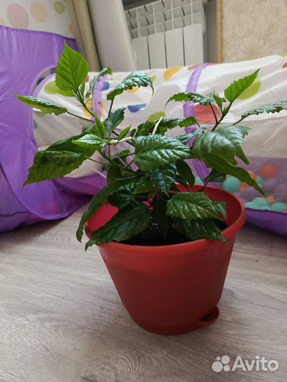 Гибискус китайская роза