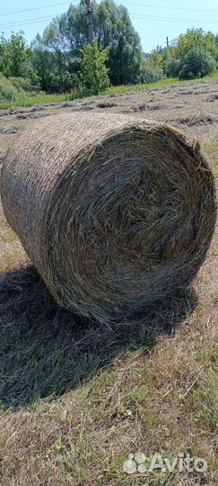 Сено лесное, костер