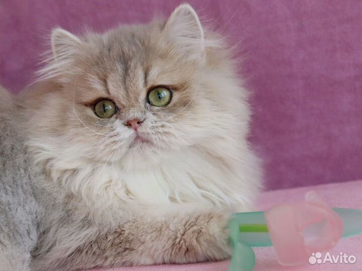 Золотистые британцы