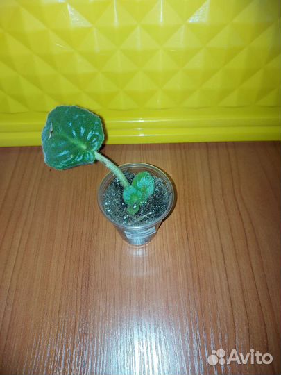 Детка сортовой фиалки