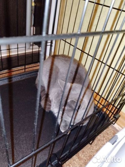 Русская голубая