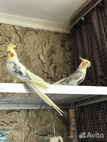 Пара карелл