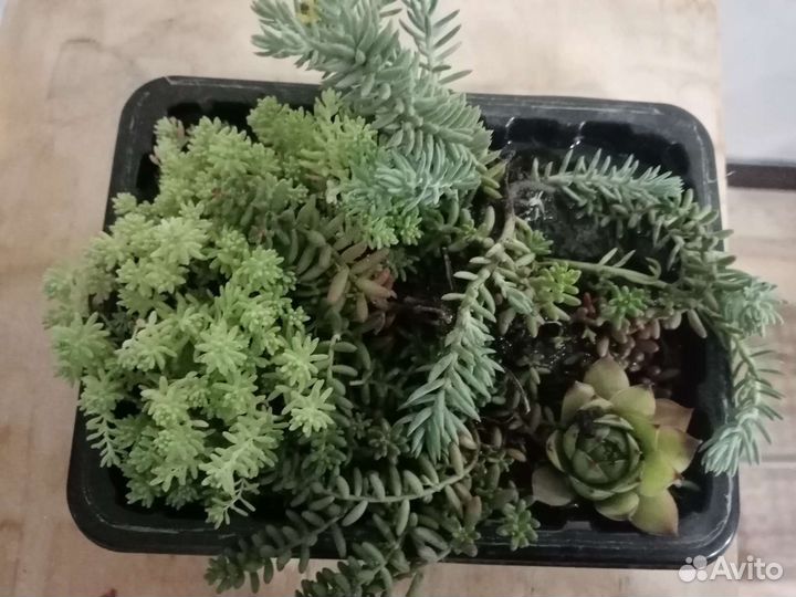 Набор очитки+молодило