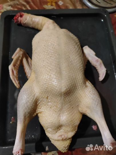 Утка домашняя мясо