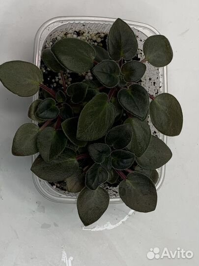 Фиалка мини и полумини