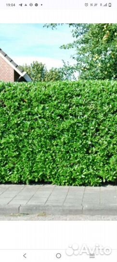 Вечнозелёный,быстрорастущий забор(бересклет)