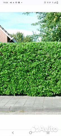 Вечнозелёный,быстрорастущий забор(бересклет)