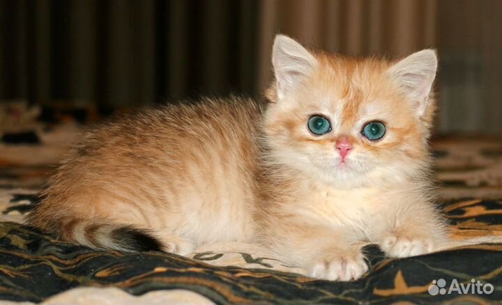 Девочка золотая британская шиншилла
