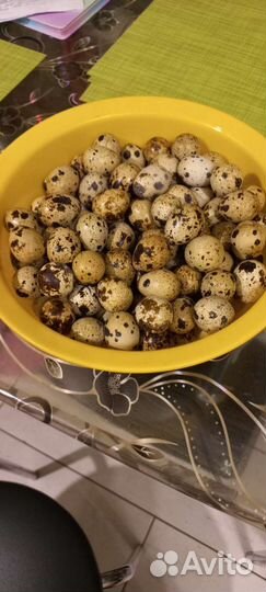 Яйца на инкубацию