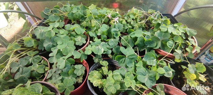 Кислица мартианская оксалис зеленый (редкий сорт)