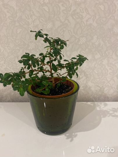 Бонсай кармона