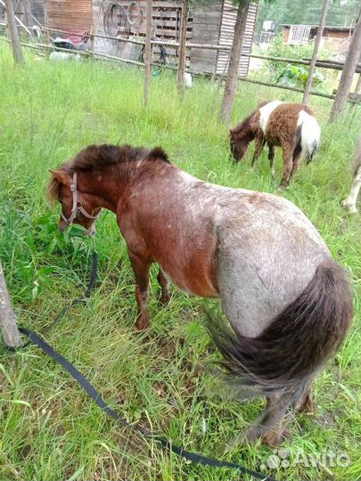 Лошади и пони возможна рассрочка