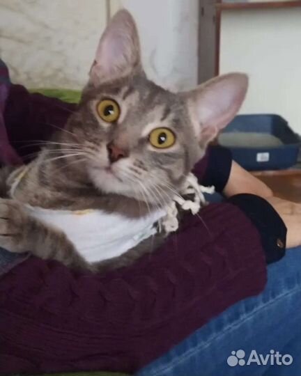Кошка 1 год в добрые руки