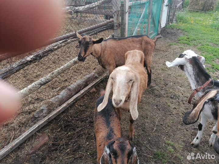 Козлик нубо - битал