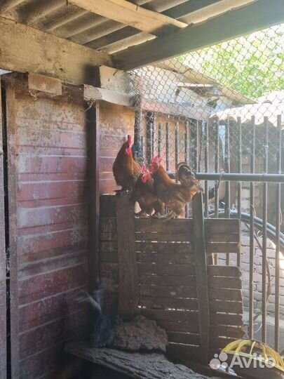 Карликовый петух