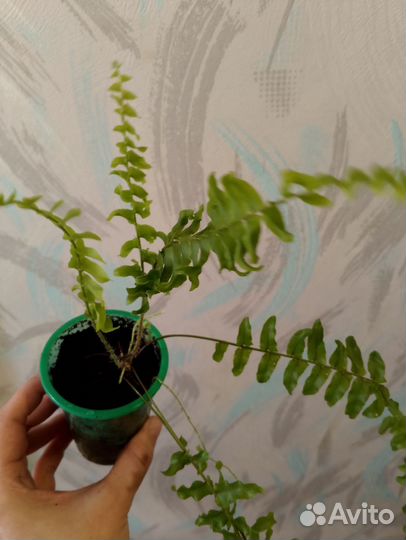 Нефролепис