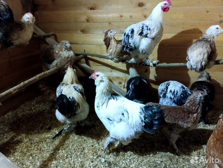 Продам молодых петушков породы Брама
