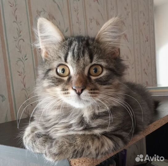 Котик ищет дом