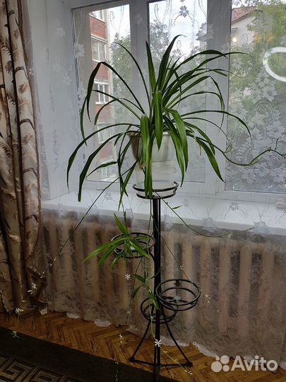 Хлорофитум, большое растение, комнатный цветок