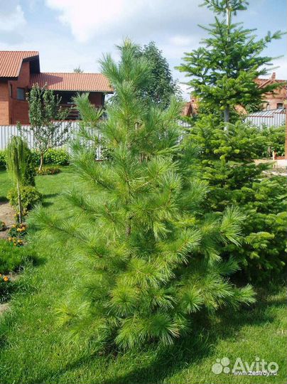 Хвойные деревья