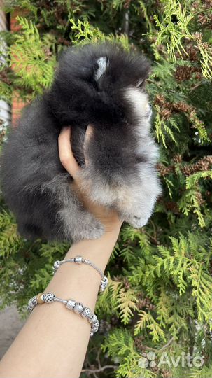 Щенки померанского шпица медвежьего типа