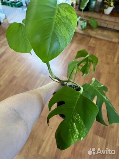 Филодендрон доместикум и другие