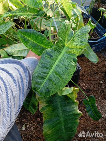 Филодендрон Парадисе Верде или Билитау Мраморный