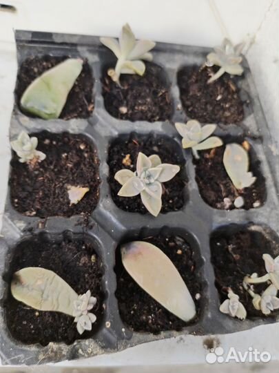 Цветы обмен