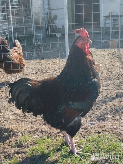 Петух породы Суссекс