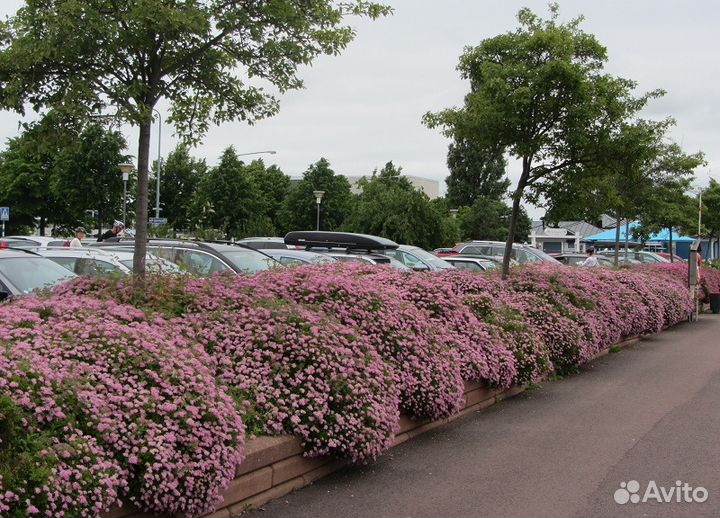 Спирея Декоративный кустарник