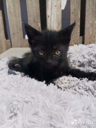 Котятки ищут дом