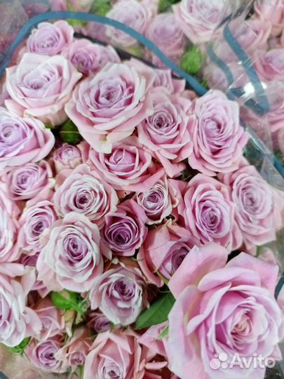 101 роза.51 роза,кустовая роза