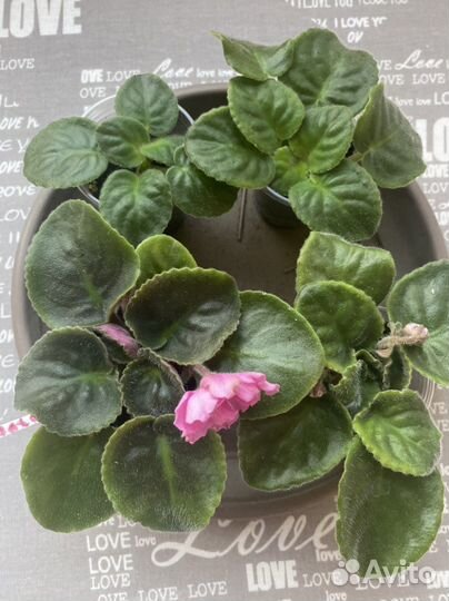 Фиалка, цветущие детки