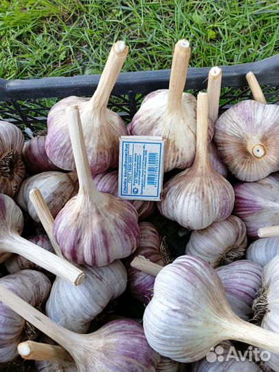 Продам чеснок