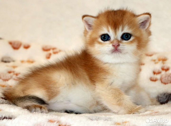 Золотые британские шиншилы и голубое золото